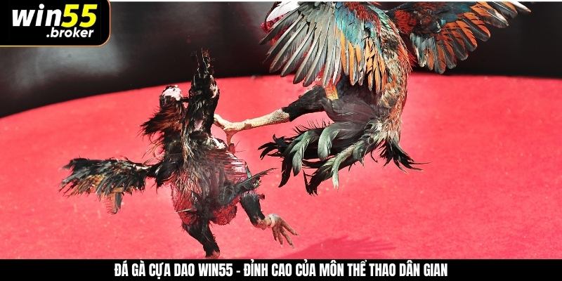 Đá Gà Cựa Dao WIN55 - Đỉnh Cao Của Môn Thể Thao Dân Gian