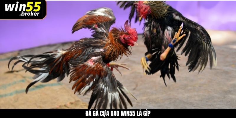 Đá gà cựa dao WIN55 là gì?