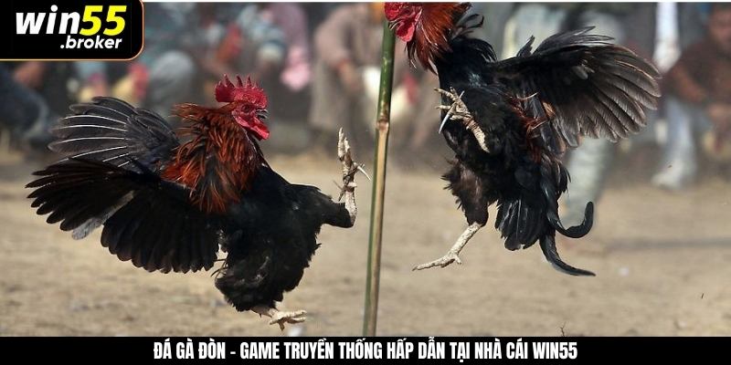 Đá Gà Đòn - Game Truyền Thống Hấp Dẫn Tại Nhà Cái WIN55