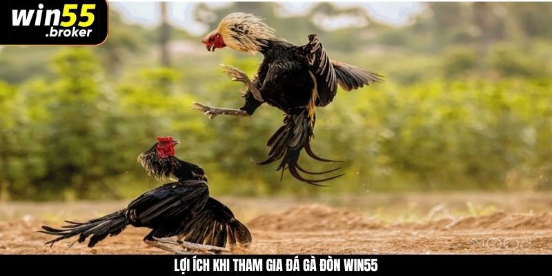 Lợi ích khi tham gia đá gà đòn WIN55