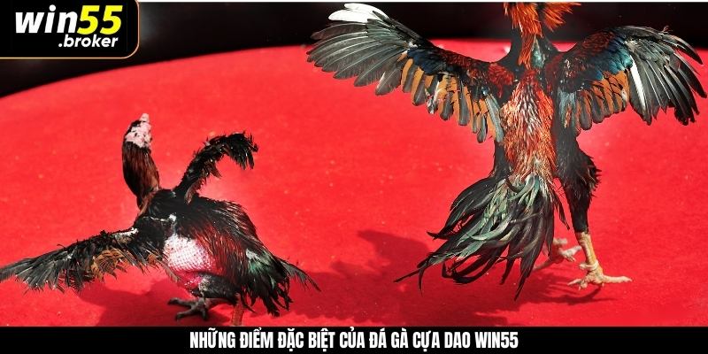 Những điểm đặc biệt của đấu gà cựa dao WIN55